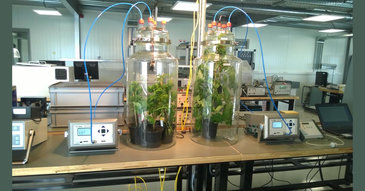 Ethene production from tomato crop Environmental Monitoring Systems